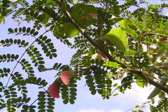 Pterolobium hexapetalum